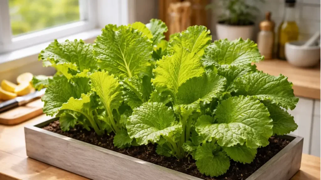 Mustard green grown for home kitchen